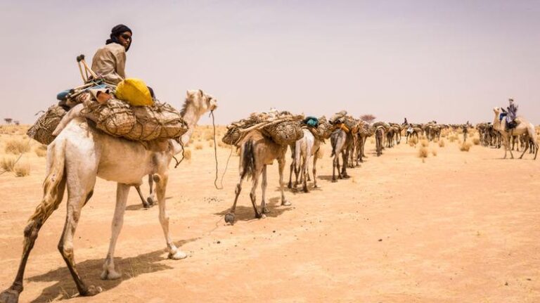 Camel caravan crossing Sahara during historical African trade